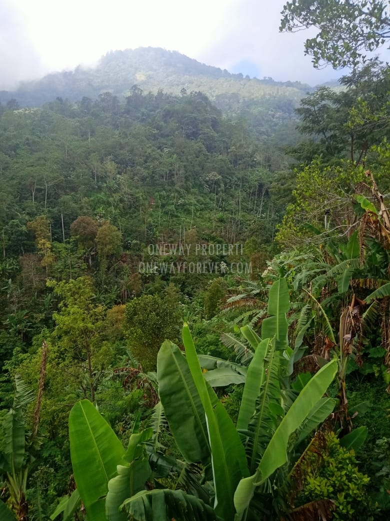 Tanah dijual di air terjun sekumpul Buleleng