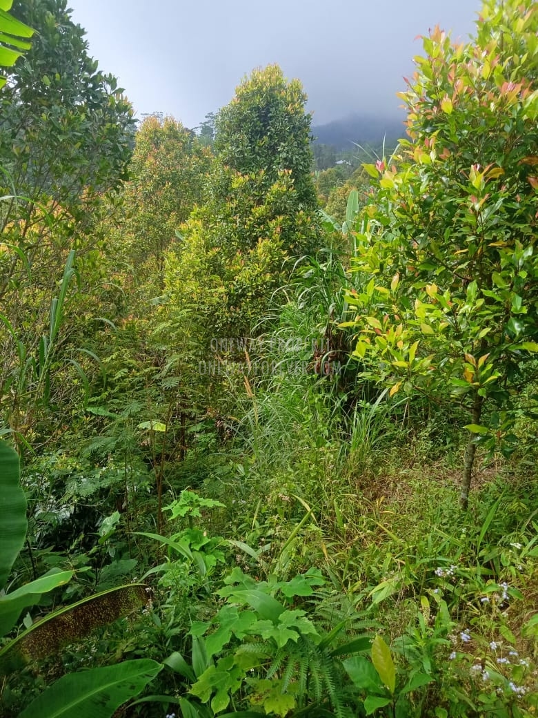 Tanah dijual di air terjun sekumpul Buleleng