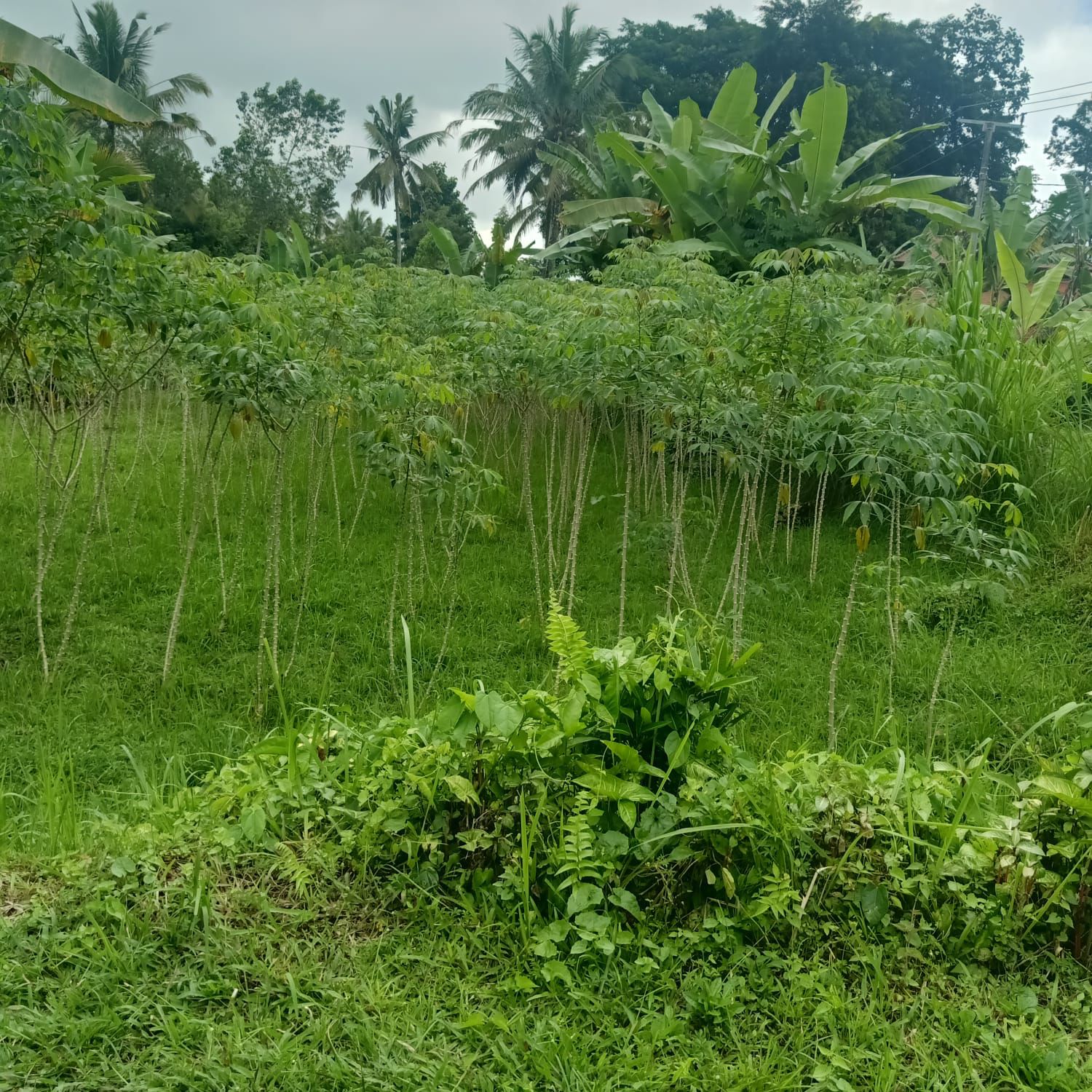 Tanah dijual di Bukian Payangan Gianyar